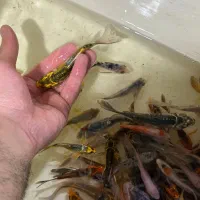 کوی+فلاورباکس