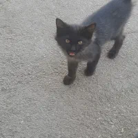 گربه