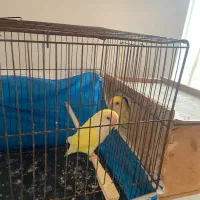 کوتوله برزیلی