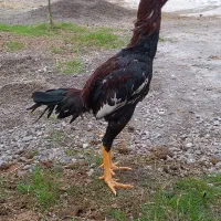 لارری|حیوانات مزرعه|رشت, بیجارپس|دیوار