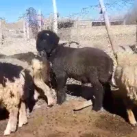 فروش کوه قوچ ته سیاه شاخی میش رون. بره .بز