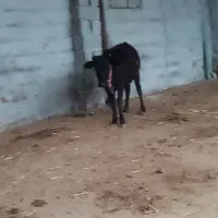 3راس گوساله داشتی