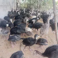 جوجه بوقلمون