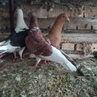 کبوتر|پرنده|شوشتر, |دیوار