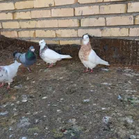 طوقی هفت رنگ