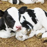 استخدام کارگر ساده (آقا) در دامداری