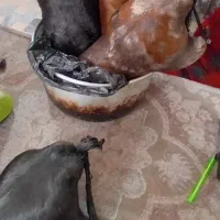 هیزه محلی|فروشگاه و مغازه|دورود, |دیوار