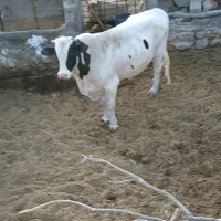گوساله نره