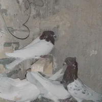 کبوتر|پرنده|خرمآباد, |دیوار