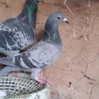 کبوتر نرو ماده  پولکی