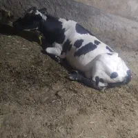 فروش گاو با گوساله