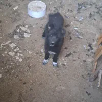 توله سگ