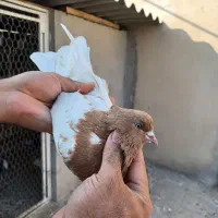 تعدادی کبوتر رنگی کار درست|پرنده|اندیشه, اندیشه فاز ۴|دیوار