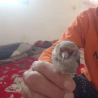 فروش سهره و مرغ شاخدار|پرنده|آبگرم, |دیوار