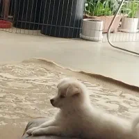 فروش فوری فوری