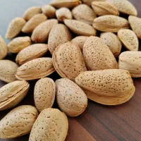 بادام درختی سنگی ( سایز بزرگ )