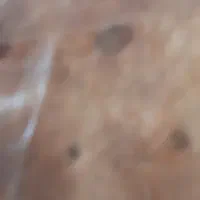 نان خشک دامی