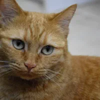 واگذاری گربه ی dsh خونگی عقیم شده و شناسنامهدار