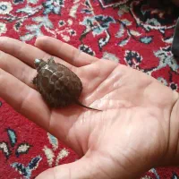 ماهی زینتی دو ماهی