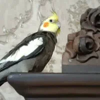 عروس هلندی گمشده|حیوانات|زنجان, |دیوار