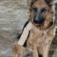 سگ ژرمن