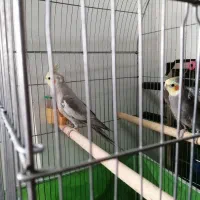 عروس هلندی نر و ماده