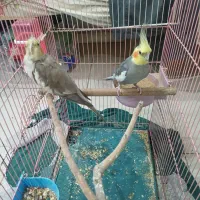 یک جفت عروس هلندی