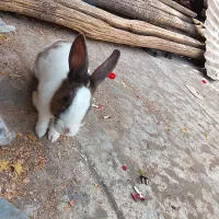 خرگوش لوپ ومعمولی|موش و خرگوش|ماهدشت, |دیوار