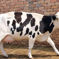 گاو شیری سه ماهه آبستن