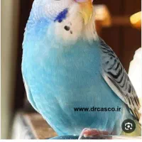 مرغ عشق پیدا شده