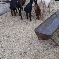 میش و بره جوان|حیوانات مزرعه|جوادآباد, |دیوار