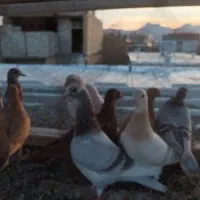 اوقون ترک زرد کرمونی وسرخ و زرده کرمونی