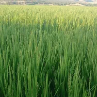 فروش برنج کامفیروزی اصل از خود کشاورز