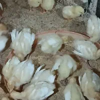 جوجه بوقلمون