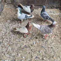 کبوتر فروشی