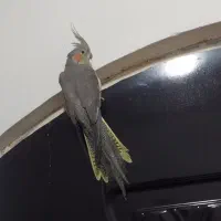 عروس هلندی گمشده