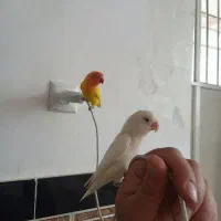 طوطی برزیلی|پرنده|پیرانشهر, |دیوار