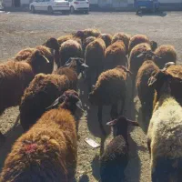 میش آبستان و بره دار شیشک