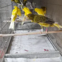 قناری رسمی|پرنده|یزد, |دیوار