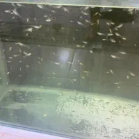 بچه ماهی گوپی