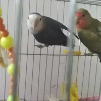 کوتوله در مامونیه