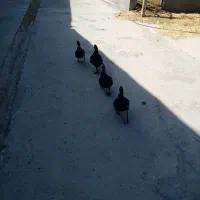 اردک موسکو ای|حیوانات مزرعه|بشاریات, |دیوار