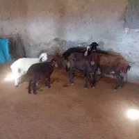 میش بره|حیوانات مزرعه|کنگاور, |دیوار