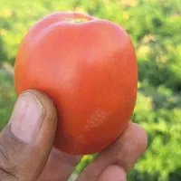 گوجه فرنگی