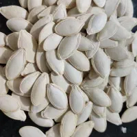 فروش تخمه کدو گوشتی