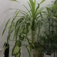 گلهای سر سبز وشاداب آپارتمانی|گل و گیاه طبیعی|شیراز, شهرک والفجر|دیوار