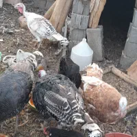 بوقلمون