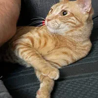 واگذاری رایگان گربه DSH در بندرعباس