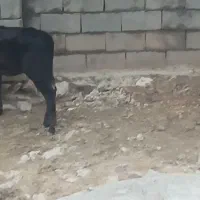 گاو گوساله ماده دورگ