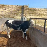 گوساله چاق سیمینتان